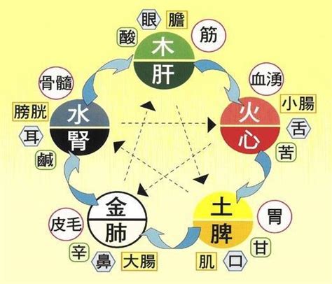 內臟 五行|中醫知識 